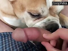 A powerful dog sucks the penis of a zoophile